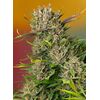 Papaya Zoap Auto, Фасовка: 5+2